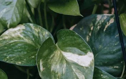 Anxiety Reduction - Progress Muscle Relaxation