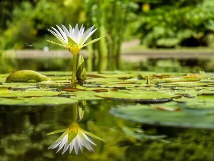 Anxiety Reduction - Purity Of Mind