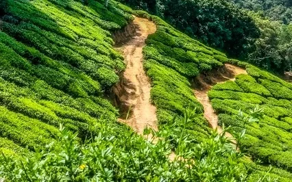 Anxiety Reduction - Relax, Ground, Clear