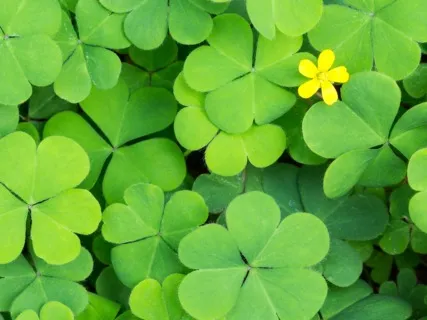 Anxiety Reduction - Relax Mind Body Music