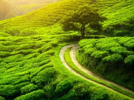 Anxiety Reduction - Release Inner Conflict & Struggle