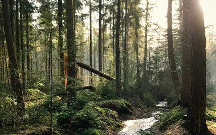 Anxiety Reduction - Releasing Emotional Trauma