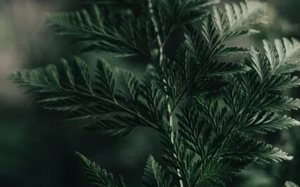 Anxiety Reduction - Relieve Anxiety