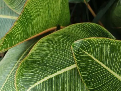 Anxiety Reduction - Rest Easy