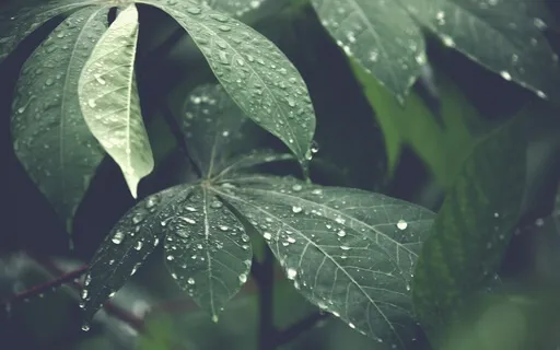 Anxiety Reduction - Retreat Into Calmness