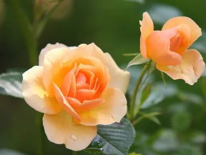 Anxiety Reduction - Sacred Silence