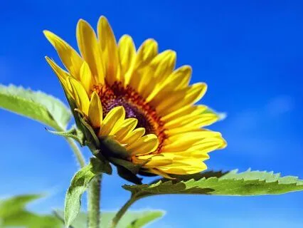 Anxiety Reduction - Serenade Of Serenity