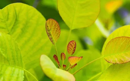 Anxiety Reduction - Serene Anxiety Escape