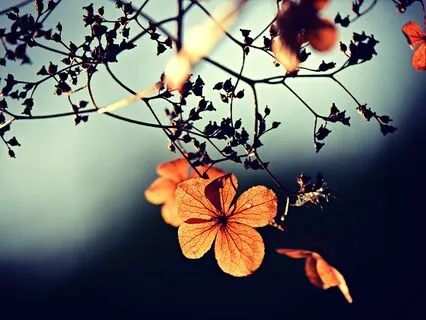 Anxiety Reduction - Serenity's Lullaby