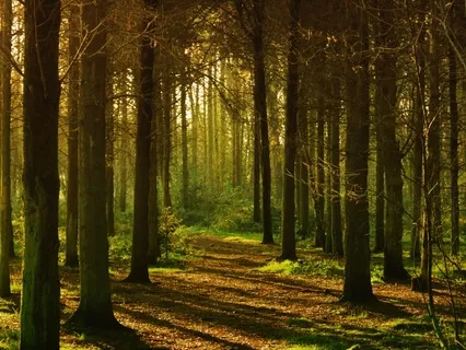 Anxiety Reduction - Soothing Relaxation