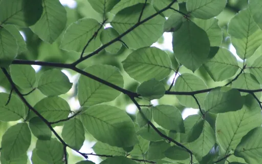 Anxiety Reduction - Stop Inner Conflict