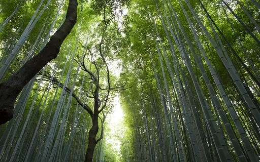 Anxiety Reduction - Stress Relief Music