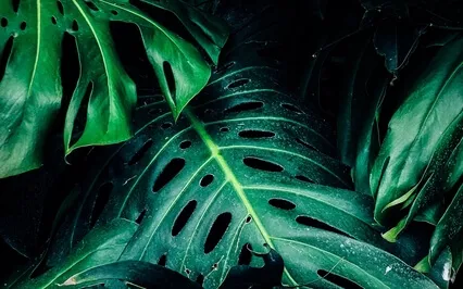 Anxiety Reduction - Sunny Magical Thoughts