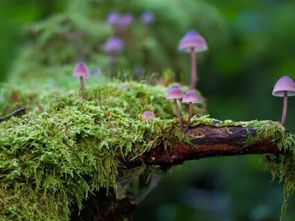 Anxiety Reduction - Symphony Of Inner Miracles