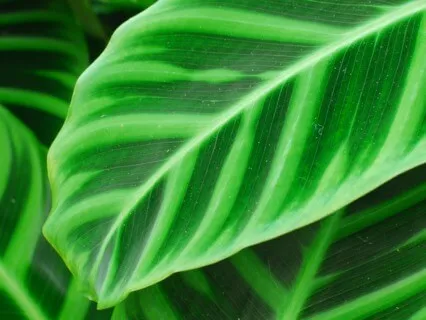 Anxiety Reduction - Tranquil Music For Relaxation