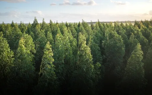 Anxiety Reduction - Tranquil Music