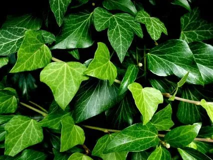 Anxiety Reduction - Unplug And Unwind