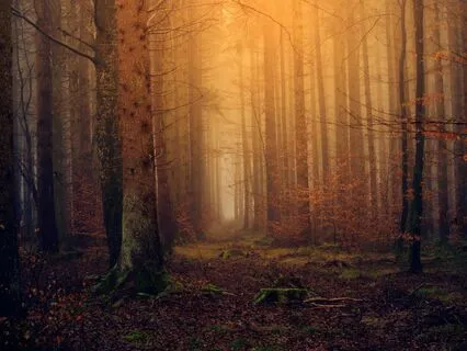 Anxiety Reduction - Whispers Of Wisdom