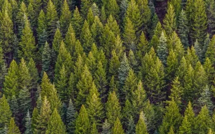 Anxiety Reduction - Wilderness Of Winter