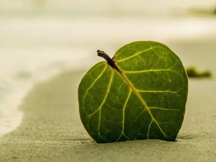 Anxiety Release: Finding Peace In Chaos