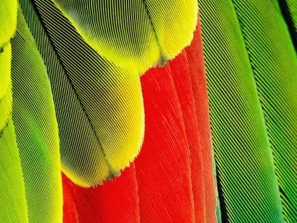 Anxiety Relief Anxiety Relief × Birds