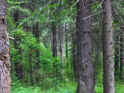 Anxiety Relief In The Forest