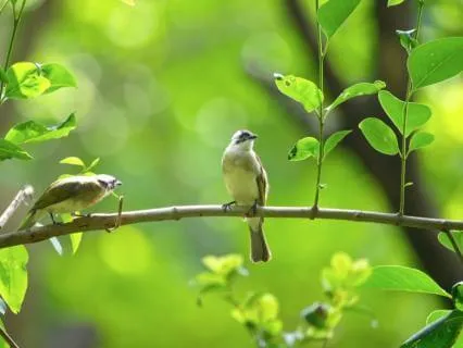 Anxiety Relief Music • Instant Calm with Birds