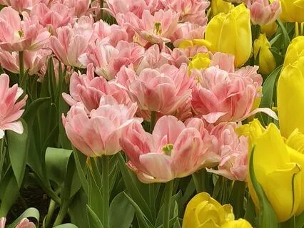 Anxiety Relief With Breath Focus & Mindfulness