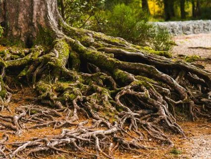 Anxiety Relieving Binaural Music For The Root Chakra