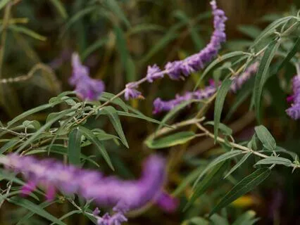 Anxiety SOS: Gentle Resourcing Practice