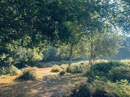 Anytime Balanced Thinking Yoga Nidra (15 Minutes)