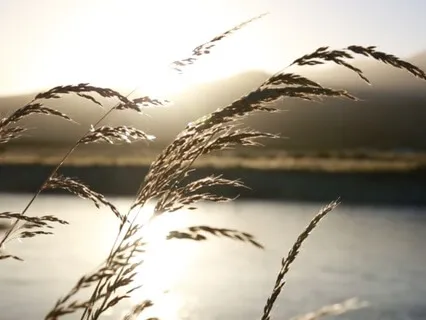 Anytime Calming Yoga Nidrā