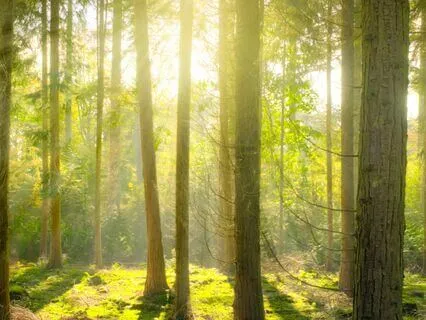 Anytime Rejuvenation Yoga Nidra