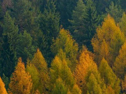 Aparigraha, Gratitude And Following Nature's Lead To Let Go