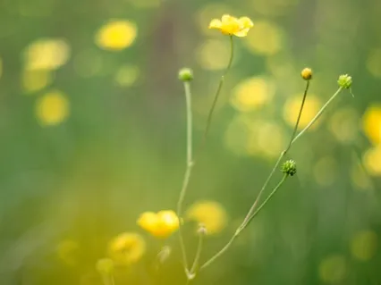 Aparigraha: On Non-Attachment