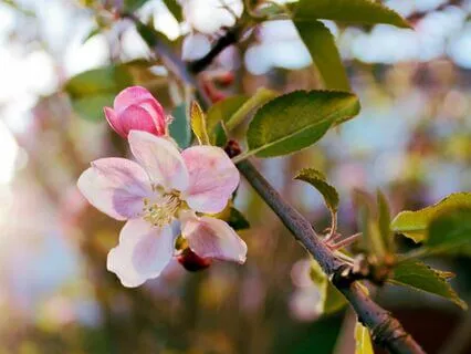 Apple Blossoms