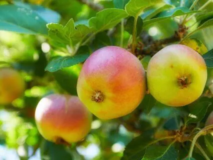 Apple Vibrations – Deep Relaxation & Energy Balance