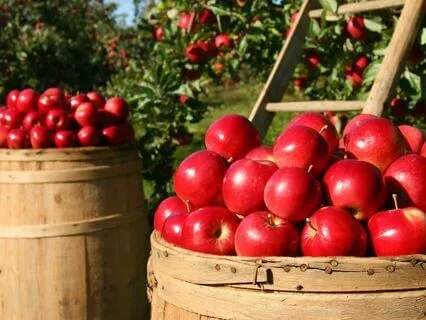 Apple Picking Adventure: Sleep Meditation For Kids
