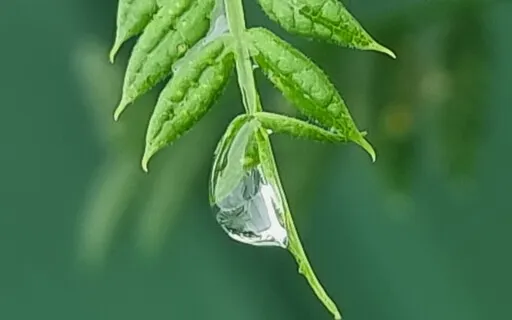 Applying Mindfulness In An Everyday Activity 