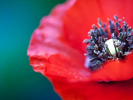 Appreciate Beauty Guided Practice