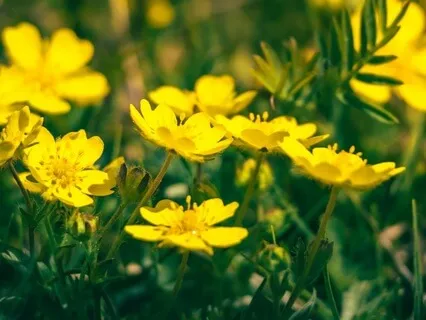 Appreciating The Liver