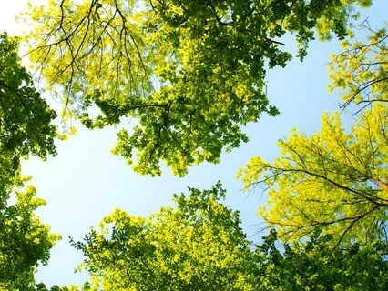 Appreciating Your Lungs