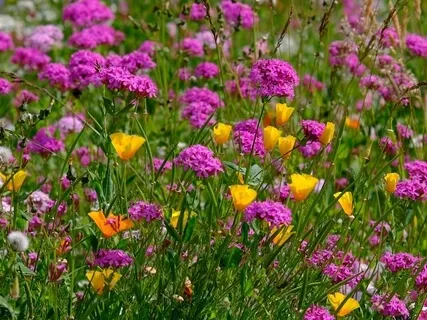 Appreciation & Abundance Meditation