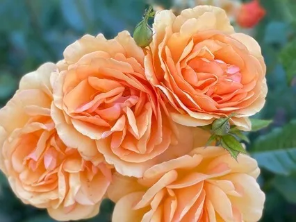 Appreciation Body Scan