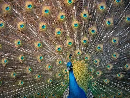 Appreciation Of Beauty & Excellence Affirmations