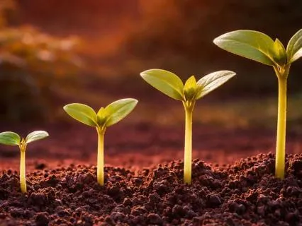 Appreciation Introduction And Practice