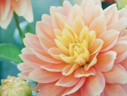 Appreciative Joy Meditation For A Good Mood