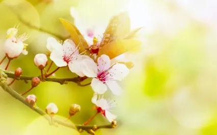 April Gratitude Meditation