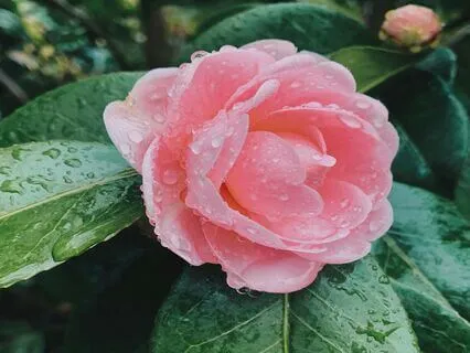 April - Rainlight Reverie