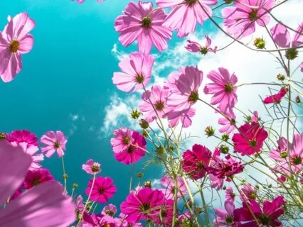 April Showers Bring May Flowers (Live Request)